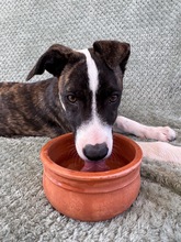 ARWEN, Hund, Windhund Mix in Düsseldorf - Bild 4