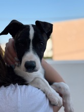 ARWEN, Hund, Windhund Mix in Düsseldorf - Bild 5