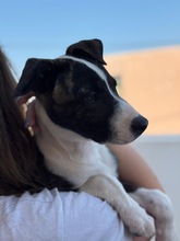 ARWEN, Hund, Windhund Mix in Düsseldorf - Bild 6