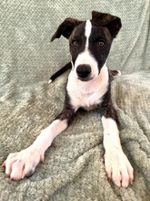 ARWEN, Hund, Windhund Mix in Düsseldorf - Bild 7