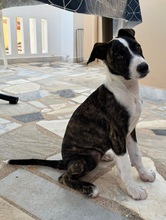 ARWEN, Hund, Windhund Mix in Düsseldorf - Bild 8