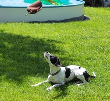 LIV, Hund, Mischlingshund in Köln - Bild 1