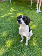 LIV, Hund, Mischlingshund in Köln - Bild 11