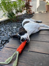 LIV, Hund, Mischlingshund in Köln - Bild 12