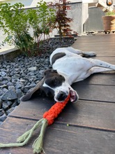 LIV, Hund, Mischlingshund in Köln - Bild 13