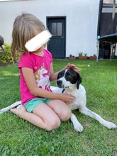 LIV, Hund, Mischlingshund in Köln - Bild 14