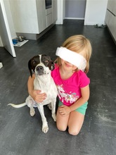 LIV, Hund, Mischlingshund in Köln - Bild 15