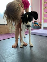 LIV, Hund, Mischlingshund in Köln - Bild 16