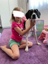 LIV, Hund, Mischlingshund in Köln - Bild 17