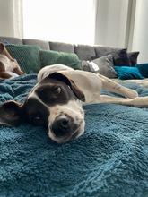 LIV, Hund, Mischlingshund in Köln - Bild 18