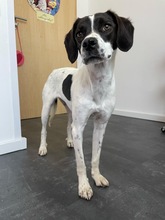 LIV, Hund, Mischlingshund in Köln - Bild 2
