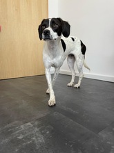 LIV, Hund, Mischlingshund in Köln - Bild 20