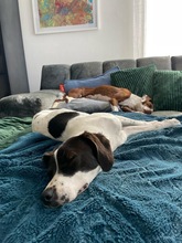 LIV, Hund, Mischlingshund in Köln - Bild 22