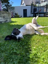 LIV, Hund, Mischlingshund in Köln - Bild 3