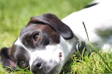 LIV, Hund, Mischlingshund in Köln - Bild 4