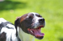 LIV, Hund, Mischlingshund in Köln - Bild 5