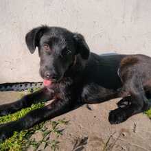 SHANAIA, Hund, Mischlingshund in Friedrichshafen - Bild 1