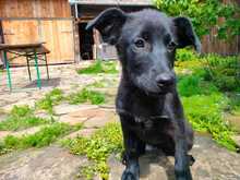SHANAIA, Hund, Mischlingshund in Friedrichshafen - Bild 2