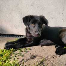 SHANAIA, Hund, Mischlingshund in Friedrichshafen - Bild 3