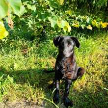 SHANAIA, Hund, Mischlingshund in Friedrichshafen - Bild 4