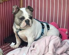 LOTTI, Hund, Französische Bulldogge in Seelze - Bild 1