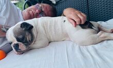 LOTTI, Hund, Französische Bulldogge in Seelze - Bild 10