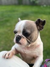 LOTTI, Hund, Französische Bulldogge in Seelze - Bild 12