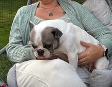 LOTTI, Hund, Französische Bulldogge in Seelze - Bild 14
