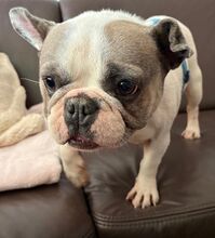 LOTTI, Hund, Französische Bulldogge in Seelze - Bild 15