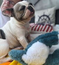 LOTTI, Hund, Französische Bulldogge in Seelze - Bild 16