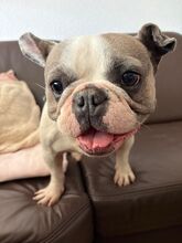 LOTTI, Hund, Französische Bulldogge in Seelze - Bild 17