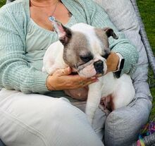 LOTTI, Hund, Französische Bulldogge in Seelze - Bild 18