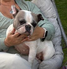 LOTTI, Hund, Französische Bulldogge in Seelze - Bild 19