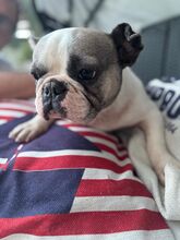 LOTTI, Hund, Französische Bulldogge in Seelze - Bild 3