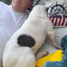LOTTI, Hund, Französische Bulldogge in Seelze - Bild 5