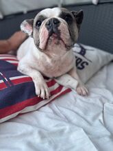 LOTTI, Hund, Französische Bulldogge in Seelze - Bild 6