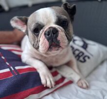 LOTTI, Hund, Französische Bulldogge in Seelze - Bild 7