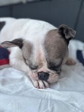 LOTTI, Hund, Französische Bulldogge in Seelze - Bild 8
