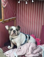 LOTTI, Hund, Französische Bulldogge in Seelze - Bild 9