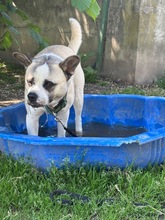 PANDA, Hund, Mischlingshund in Wennigsen - Bild 10