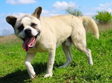PANDA, Hund, Mischlingshund in Wennigsen - Bild 11