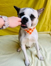 PANDA, Hund, Mischlingshund in Wennigsen - Bild 12