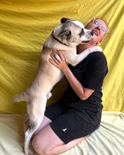 PANDA, Hund, Mischlingshund in Wennigsen - Bild 13