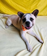 PANDA, Hund, Mischlingshund in Wennigsen - Bild 14