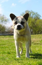 PANDA, Hund, Mischlingshund in Wennigsen - Bild 15