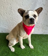 PANDA, Hund, Mischlingshund in Wennigsen - Bild 17