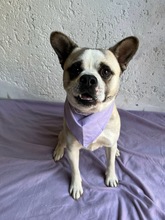 PANDA, Hund, Mischlingshund in Wennigsen - Bild 19
