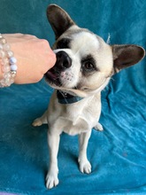 PANDA, Hund, Mischlingshund in Wennigsen - Bild 2