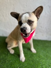 PANDA, Hund, Mischlingshund in Wennigsen - Bild 20