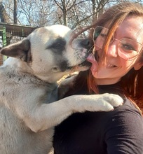PANDA, Hund, Mischlingshund in Wennigsen - Bild 3